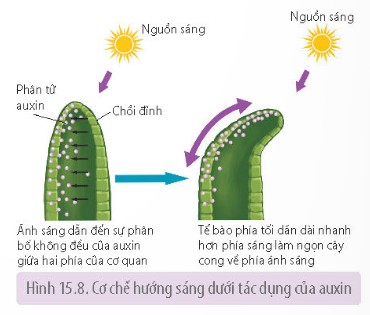 Cơ chế hướng động