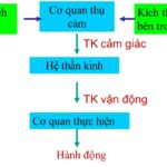Hệ thần kinh đóng vai trò quan trọng trong việc điều khiển và phối hợp các tập tính bẩm sinh.