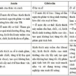 Tác động của Auxin, Gibberellin, Xitôkinin