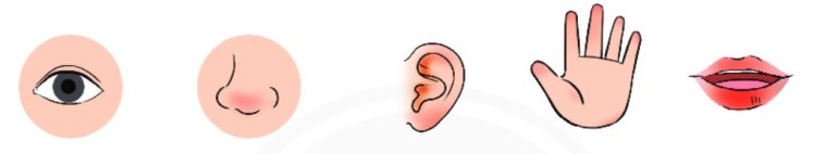 Tác giả quan sát cây dừa bằng nhiều giác quan, từ thị giác đến thính giác và vị giác, để cảm nhận vẻ đẹp và sự sống động của nó.