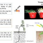 Hướng sáng của cây trồng giúp lá tiếp xúc tối đa với ánh sáng mặt trời để thực hiện quá trình quang hợp