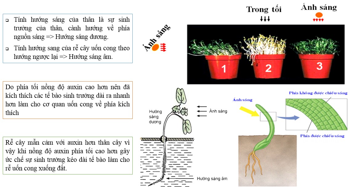 Hướng sáng của cây trồng giúp lá tiếp xúc tối đa với ánh sáng mặt trời để thực hiện quá trình quang hợp