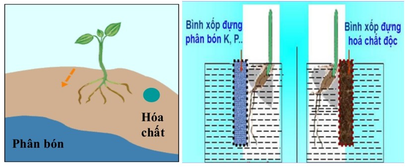 Rễ cây luôn hướng về nơi có nguồn dinh dưỡng thích hợp và tránh xa nơi có hóa chất độc hại