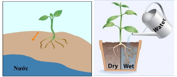 Rễ cây hướng về nguồn nước để đảm bảo sự sống