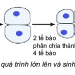 Hình ảnh minh họa quá trình phân chia tế bào