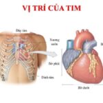 Mô tả vị trí của tim trong lồng ngực