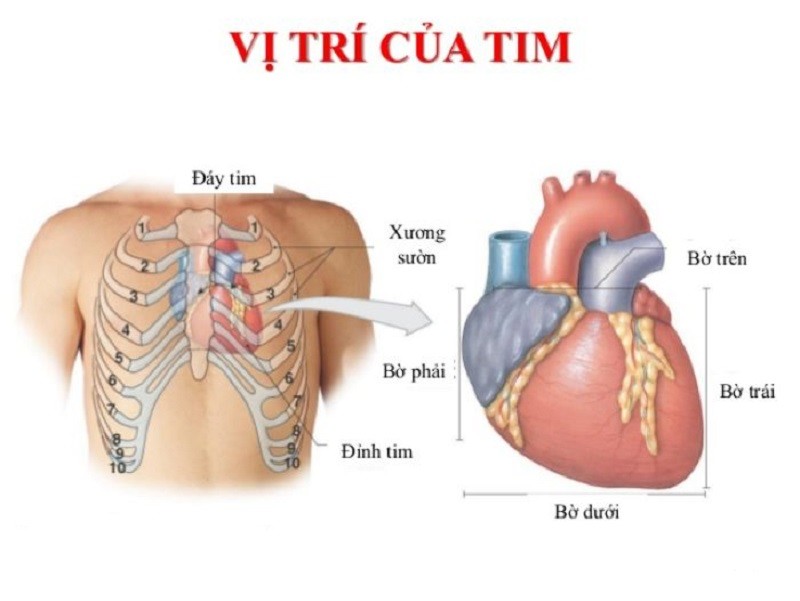 Mô tả vị trí của tim trong lồng ngực