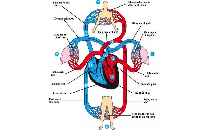 Cơ chế hoạt động của tim bốn ngăn, đảm bảo lưu thông máu hiệu quả