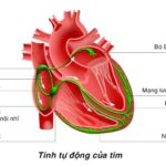 Hệ dẫn truyền tim hay còn gọi là hệ nhĩ giúp điều tiết và đồng bộ hóa hoạt động co bóp của tim
