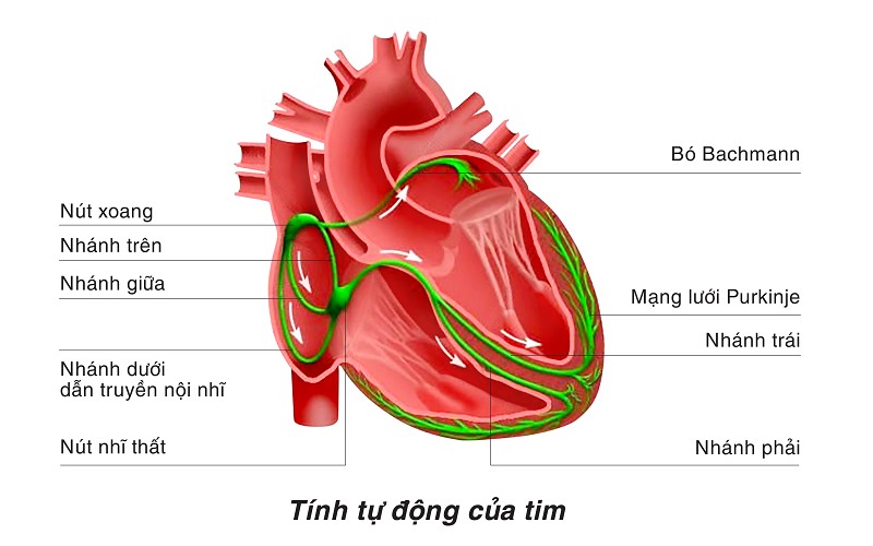 Hệ dẫn truyền tim hay còn gọi là hệ nhĩ giúp điều tiết và đồng bộ hóa hoạt động co bóp của tim