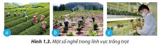Người nông dân thu hoạch rau trong nhà kính