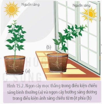 Hướng sáng ở cây trồng