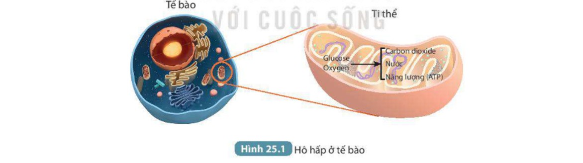 Hình ảnh minh họa ty thể, bào quan quan trọng trong hô hấp tế bào