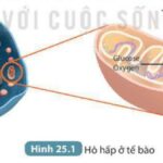 Cấu trúc ti thể với màng ngoài, màng trong và các mào