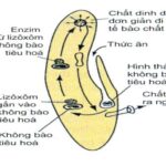 tiêu hóa nội bào ở trùng giày - tiêu hóa nội bào