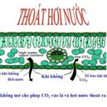 Quá trình thoát hơi nước ở lá cây, nước từ rễ được vận chuyển lên lá và thoát ra ngoài qua khí khổng