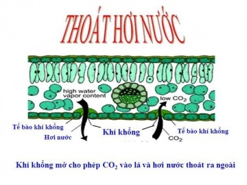 Quá trình thoát hơi nước ở lá cây, nước từ rễ được vận chuyển lên lá và thoát ra ngoài qua khí khổng