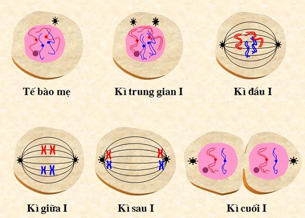 Quá trình giảm phân I diễn ra như thế nào?