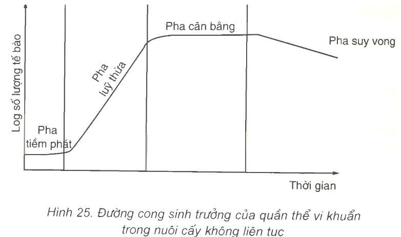 Ảnh minh họa pha lũy thừa (exponential phase) trong trình tự sinh trưởng của vi khuẩn, cho thấy sự tăng trưởng nhanh chóng của số lượng tế bào