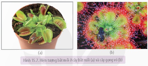 Ứng động ở cây trinh nữ