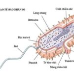 Mô hình tế bào nhân sơ với các thành phần chính như màng tế bào, tế bào chất, vùng nhân và ribosome