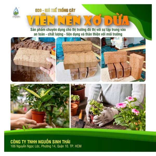 quá trình sơ chế xơ dừa thô