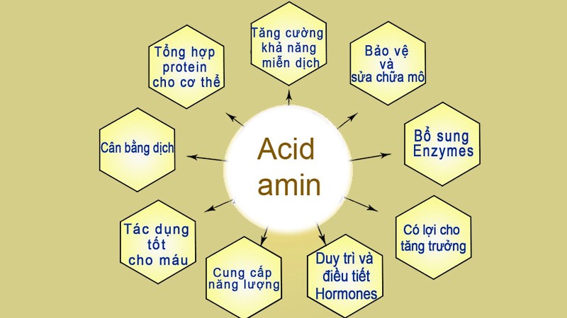 Ứng dụng của amino axitcid - Amino axit
