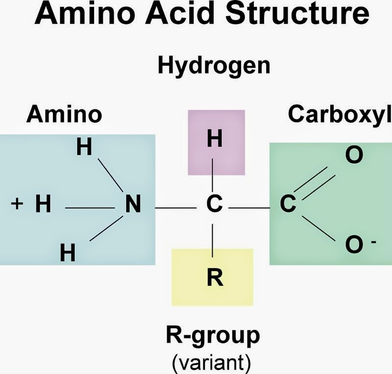 Công thức cấu tạo của amino axit acid - amino axit là gì