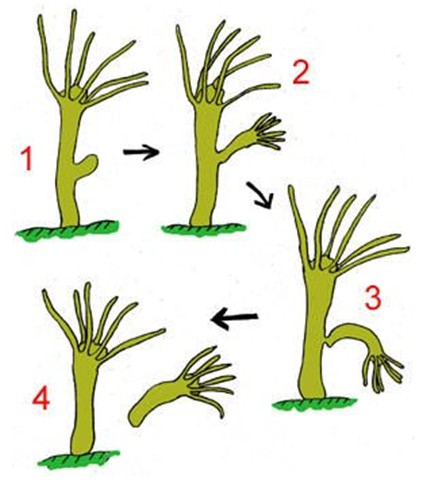 Sản xuất enzyme: Xạ khuẩn có khả năng sản xuất nhiều loại enzyme quan trọng như amylase, protease, cellulase... được sử dụng trong công nghiệp thực phẩm, dệt may, giấy...