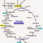 Tổng hợp Citrate trong chu trình Krebs