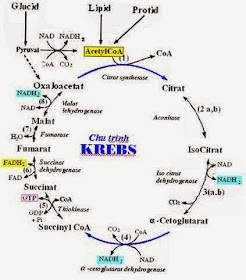 Tổng hợp Citrate trong chu trình Krebs