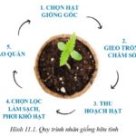 Nhân giống cây trồng giúp tăng năng suất và chất lượng nông sản