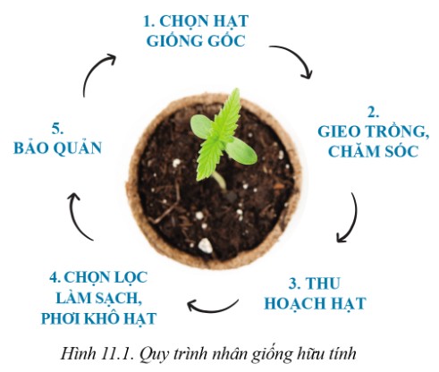 Nhân giống cây trồng giúp tăng năng suất và chất lượng nông sản