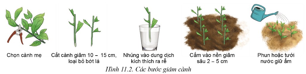 Giâm cành là phương pháp nhân giống vô tính phổ biến