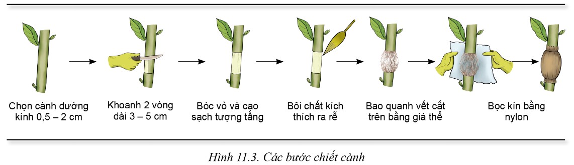 Chiết cành giúp cây con giữ nguyên đặc tính của cây mẹ