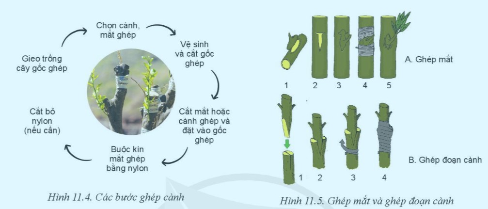 Ghép cây giúp kết hợp ưu điểm của gốc ghép và ngọn ghép