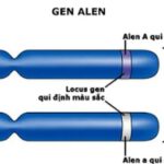 Ảnh minh họa khái niệm Allen. Alt text: Hình ảnh minh họa khái niệm Allen với các biến thể khác nhau trên nhiễm sắc thể