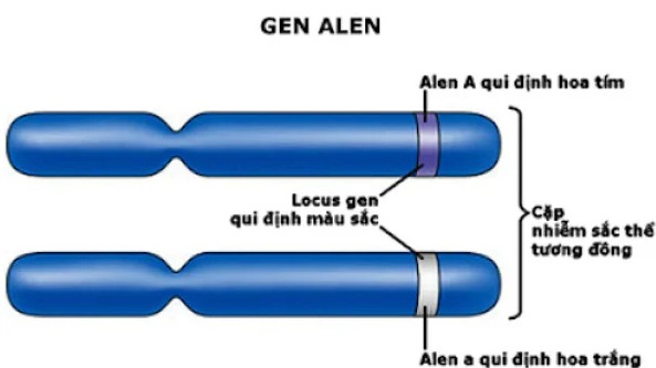 Ảnh minh họa khái niệm Allen. Alt text: Hình ảnh minh họa khái niệm Allen với các biến thể khác nhau trên nhiễm sắc thể