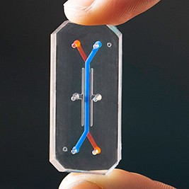 Mô hình âm đạo trên chip cho thấy hai kênh mô phỏng cơ quan thực tế. Đường màu xanh lam biểu thị vị trí của các tế bào từ niêm mạc âm đạo và màu đỏ cho biết các tế bào từ mô liên kết âm đạo.
