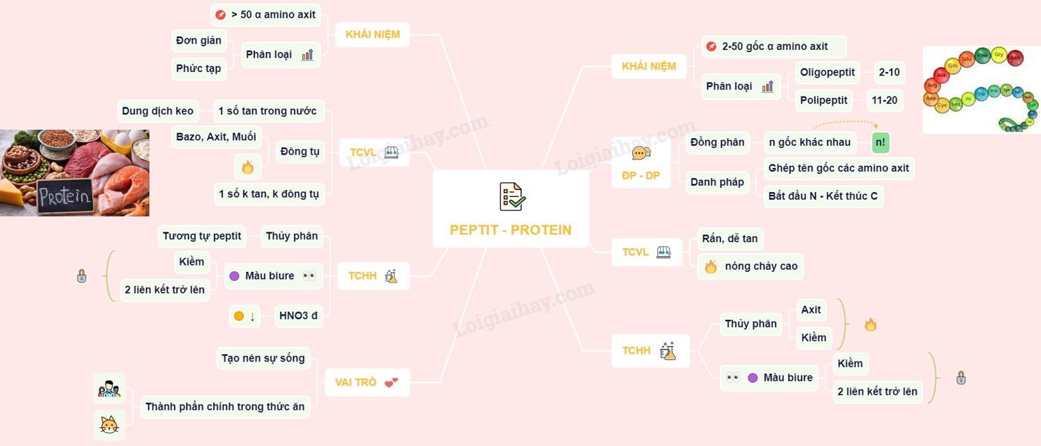 Sơ đồ tư duy peptit và protein