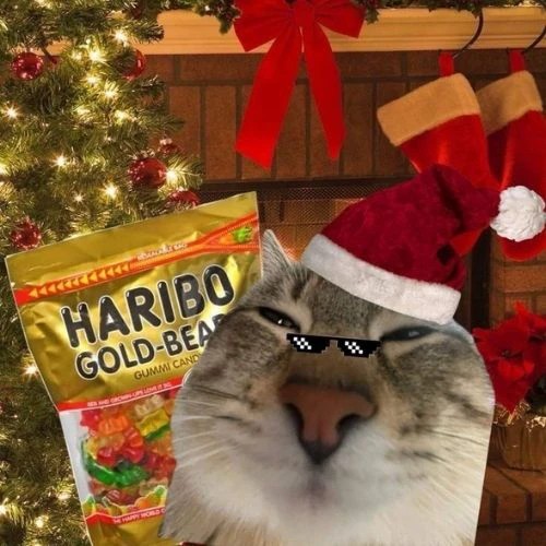 Avatar đôi mèo đeo kính bên cây thông và quà Noel