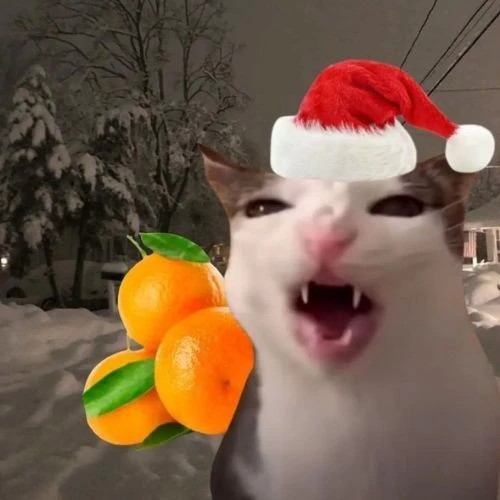 Avatar đôi mèo Giáng sinh nhe răng khoe mũ Noel