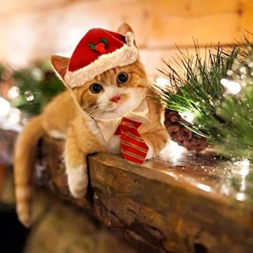 Avatar đôi mèo Giáng sinh mặc trang phục lễ hội đáng yêu