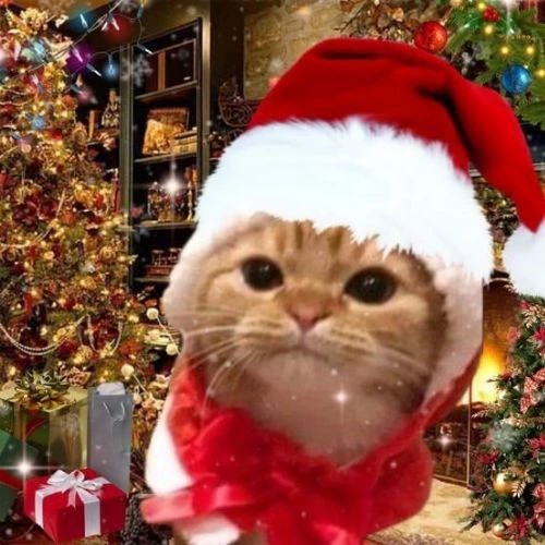 Avatar đôi mèo Giáng sinh đội mũ đỏ mặc áo ấm