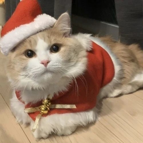 Avatar đôi mèo Giáng sinh hóa trang thành ông già Noel