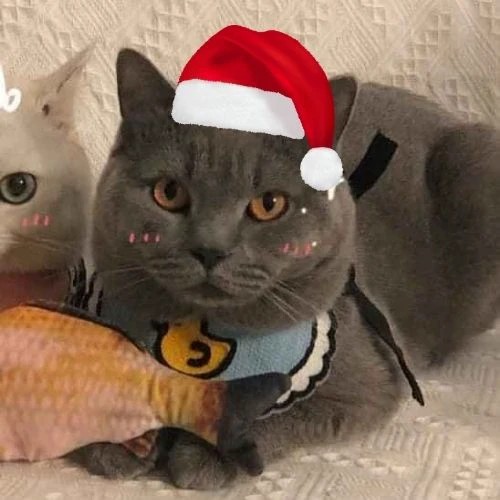 Avatar đôi mèo Giáng sinh đáng yêu cho các cặp tình nhân