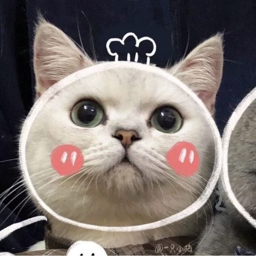 Avatar đôi mèo Giáng sinh dễ thương cho các cặp đôi yêu nhau