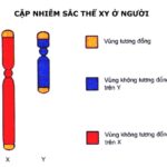 Cặp NST giới tính ở người - di truyền liên kết với giới tính