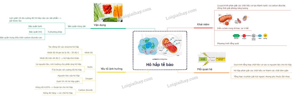 Sơ đồ tóm tắt quá trình hô hấp tế bào, từ glucose đến ATP
