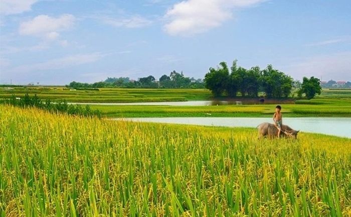 Cánh đồng lúa chín vàng óng ả